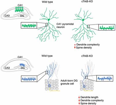 Mechanisms That Modulate and Diversify BDNF Functions: Implications for Hippocampal Synaptic Plasticity